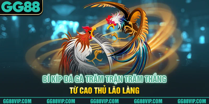 Bí kíp đá gà trăm trận trăm thắng từ cao thủ lão làng Bí kíp đá gà trăm trận trăm thắng từ cao thủ lão làng