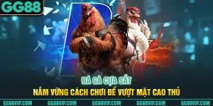Đá gà cựa sắt - Nắm Vững Cách Chơi Để Vượt Mặt Cao Thủ