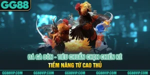 Đá Gà Đòn - Tiêu Chuẩn Chọn Chiến Kê Tiềm Năng Từ Cao Thủ