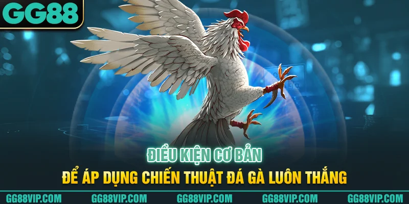 Điều kiện cơ bản để áp dụng chiến thuật đá gà luôn thắng Điều kiện cơ bản để áp dụng chiến thuật đá gà luôn thắng
