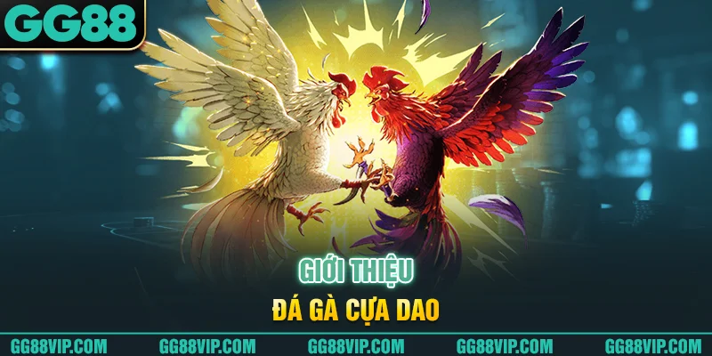 Giới thiệu đá gà cựa dao Giới thiệu đá gà cựa dao