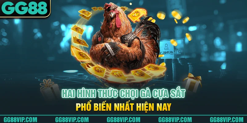 Hai hình thức chọi gà cựa sắt phổ biến nhất hiện nay Hai hình thức chọi gà cựa sắt phổ biến nhất hiện nay
