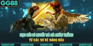 Học Hỏi Bí Quyết Đá Gà Luôn Thắng Từ Các Sư Kê Hàng Đầu