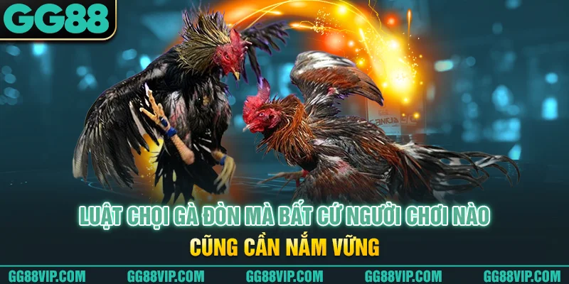Luật chọi gà đòn mà bất cứ người chơi nào cũng cần nắm vững Luật chọi gà đòn mà bất cứ người chơi nào cũng cần nắm vững
