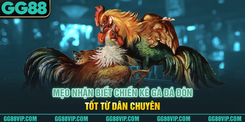 Mẹo nhận biết chiến kê gà đá đòn tốt từ dân chuyên Mẹo nhận biết chiến kê gà đá đòn tốt từ dân chuyên