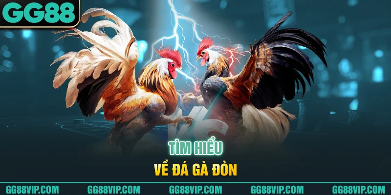 Tìm hiểu về đá gà đòn Tìm hiểu về đá gà đòn